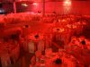 catering-aniversari-si-inaugurari-061